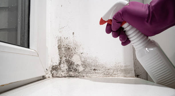 Water damage restoration mold remediation